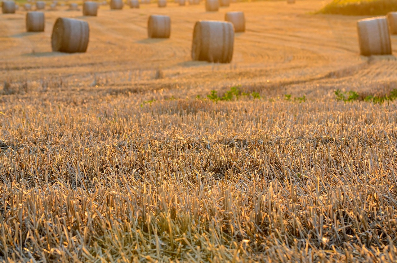 field, harvest, harvest festival, sunset, the rays, nature, evening