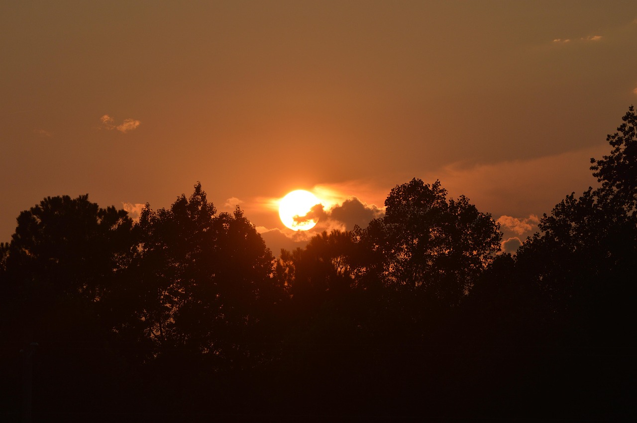 sunset, nature, benson nc, country, trees