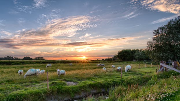 A peaceful landscape with sheep grazing in a lush green field at sunset on Pellworm, Germany.